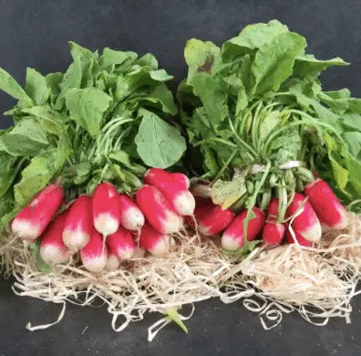 Botte de Radis Les paniers Lillois