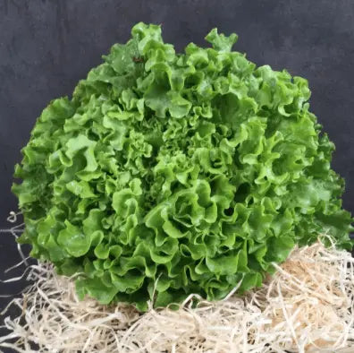 Salade Batavia Les paniers Lillois