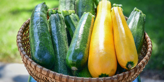 Courgettes bio locales Les paniers Lillois